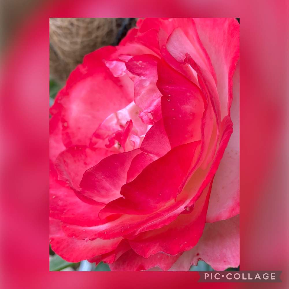 薔薇 ノスタルジーの投稿画像 By Myu さん 小さな庭とピンク ピンクとばら バラ 薔薇とおうち園芸と毎日ピンクの日とピンク ピンクとばら バラ 薔薇とおうち園芸と毎日ピンクの日 22月5月23日 Greensnap グリーンスナップ Greensnap グリーンスナップ 薔薇 ノスタルジーの投稿画像 By Myu さん 小さな庭とピンク ピンクとばら バラ 薔薇とおうち園芸と毎日ピンクの日とピンク ピンクとばら バラ 薔薇とおうち園芸と毎日ピンクの日 22月5月23日 Greensnap グリーンスナップ Greensnap グリーンスナップ