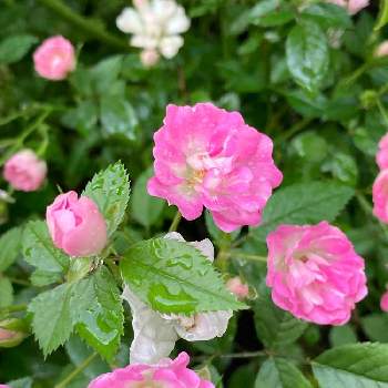 裏庭の画像 by ダイアモンドリリーさん | 裏庭と雨がちょうどいいと薔薇愛同盟ともりもりと可愛いと小さい花と初夏のお庭