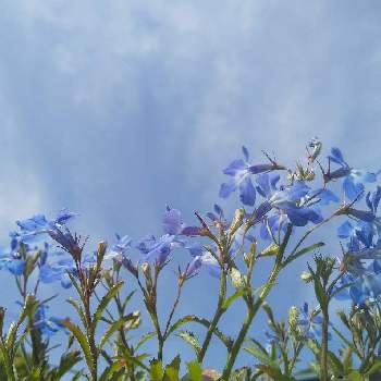 ロベリア　アズーロ・コンパクトの画像 by 心ほっと。。。さん | 小さな庭と心ほっと。。。の空色とロベリア。とお花とくも☁とロベリア　アズーロ・コンパクト