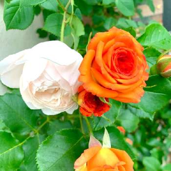 おはようの画像 by のばらさん | 薔薇♪とおはようと❤️M.family❤️と福島からのエール