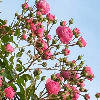京成バラ園の画像 by keychanさん | 千葉県と京成バラ園とツル薔薇と微香と薔薇♪と四季咲き♪