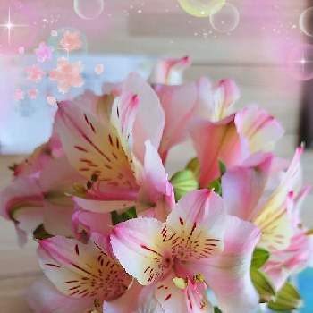 好き✿の画像 by みゆさん | 部屋と好き✿とアルストロメリア✿と可愛い✿と❤️M.family❤️とありがとうと花いろいろと花のある暮らしと薔薇✿と素敵✿
