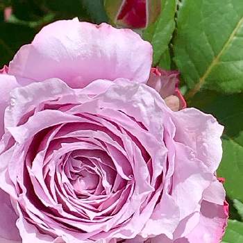 圧巻の画像 by n_enjoymamaさん | 薔薇 ノバァーリスといい匂いと綺麗と素晴らしいと癒されると圧巻とお出かけ先にてと素敵