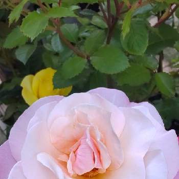 美しい薔薇の画像 by クミンさん | お出かけ先と素敵なばら園と美しい♡と花っていいねと美しい薔薇とありがとう