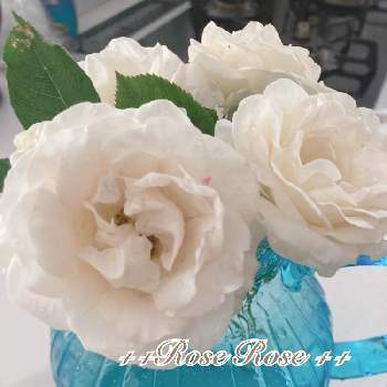 アイスバーグ！の画像 by Rose Rose！さん | 小さな庭と花のある暮らし♡とばら バラ 薔薇とおうち園芸とアイスバーグ！と庭づくりと可愛いとガーデニング