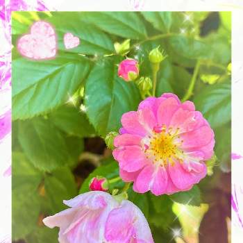 GS心の病院の画像 by ‪❂まゆ❂さん | お出かけ先とポジティブCOLORと植物のある暮らしとGS心の病院とはなのある暮らしと綺麗とこの色合いに一目惚れ♡と❤️いいね、ありがとうと可愛いと薔薇♪とお花は癒しとはなのあるくらしといやし♪