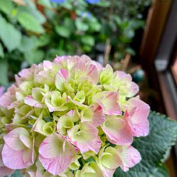 紫陽花 スプラッシュの投稿画像一覧 Greensnap グリーンスナップ