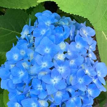アジサイ科の画像 by manabeさん | お出かけ先と紫陽花　あじさい　アジサイとアジサイ科とブルーのアジサイとブルーの花