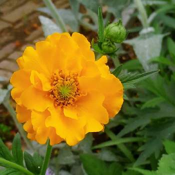 OpenGardenの画像 by *✿.吏禾.✿*さん | 月曜日には､ビタミンカラーと幸せの黄色いお花とOpenGardenと꒰ღ˘◡˘ற꒱かわゅ~とフリル咲きと黄色いお花