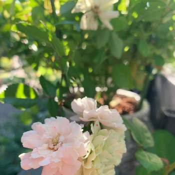 ミニバラ・グリーンアイスの画像 by Naraさん | 小さな庭とミニバラ・グリーンアイスと癒しと月曜日にはバラをとかわいいな♡とバラ・ミニバラとチーム愛知
