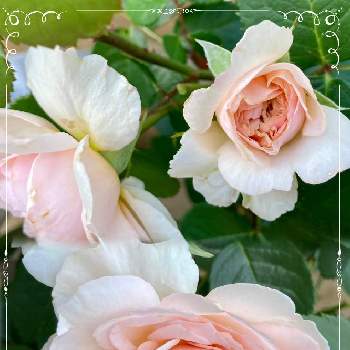 月曜にはバラの画像 by meimommyさん | バラとスマホ撮影とお花がある暮らしとばら バラ 薔薇とお庭の記録と2020同期とナチュラルガーデンとおうち園芸と月曜にはバラと乙女色クラブ