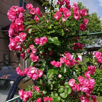 アンジェラの画像 by フロちゃんさん | 小さな庭とアンジェラと地植えとピンクの花と花のある暮らし
