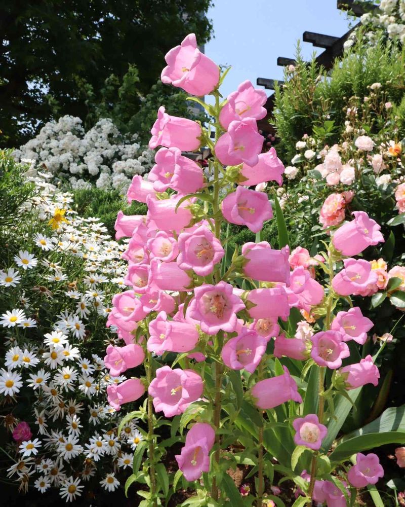 ぴのこさんの山下公園への投稿