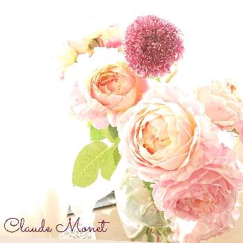 薔薇 クロード・モネの画像 by さあやさん | 窓辺と薔薇 クロード・モネとスカビオサとキュンキュン乙女倶楽部とばら バラ 薔薇とバラはいいなぁと薔薇愛同盟とsaaya gardenと花好きさんと繋がりたいとデルバールと可愛いとガーデニングと花のある暮らしと草花大好きと植物マニアと葉物好き