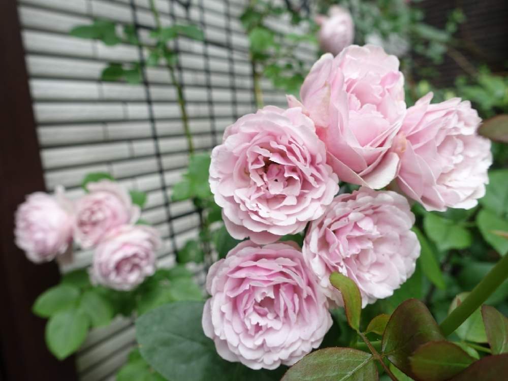 薔薇 アントニオガウディの投稿画像 By りんじょんふぁさん 半日陰の庭と今庭の花とおうち園芸と鉢植えと花のある暮らしとロザリアンと玄関と半日陰の庭と今庭の花とおうち園芸と鉢植えと花のある暮らしとロザリアン 22月5月23日 Greensnap グリーンスナップ