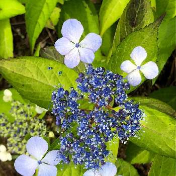 ガクアジサイ,青い花,GSのみなさんに感謝♡,ありがとう♡,小さな庭の画像