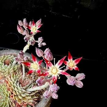 フィリフェラム,クラプトペダルム属 菊日和,多肉植物,開花,千葉県の画像