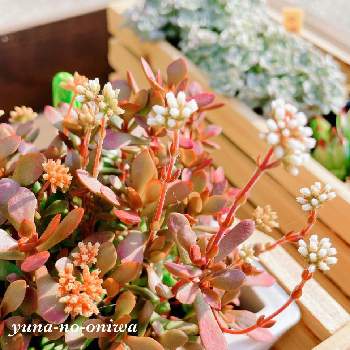 紅稚児の画像 by ゆうなさん | 小さな庭と紅稚児と多肉植物とクラッスラ属と白いお花