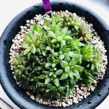 ハオルチア花鏡の投稿画像一覧 Greensnap グリーンスナップ