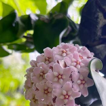 ホヤ・カルノーサ・コンパクタの画像 by ぷちさん | 小さな庭とホヤ・カルノーサ・コンパクタと手作りの庭と癒しと沖縄と初開花と花のある暮らし
