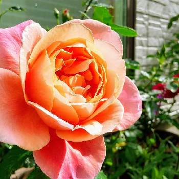 ピンク ぴんく Pinkの画像 by yukimidaihukuさん | 小さな庭とピンクヴィンテージとピンク ぴんく Pinkとばら バラ 薔薇とナチュラルガーデンとドリュとイングリッシュガーデンと花は癒やし♡とピンク･ヴィンテージ