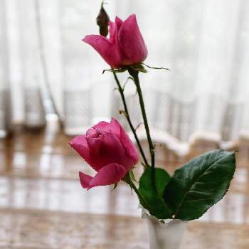 バラ,花開く,Juneの会,可愛い,花瓶の花の画像