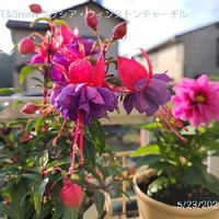 フクシア・ウィンストンチャーチル,ガーデニング,お花,八重咲き,千葉県の画像