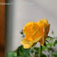 ステップアップローズ マースランドゴールド,ガーデニング,お花,千葉県,玄関の画像