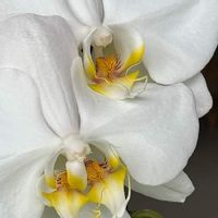 胡蝶蘭,面白い花,はなのある暮らし,胡蝶蘭が好き！,胡蝶蘭のある暮らしの画像
