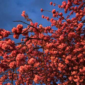 八重桜の画像 by mikoさん | 八重桜