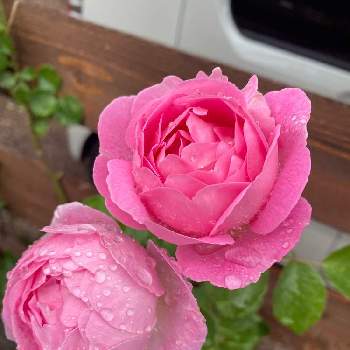 植物好きと繋がりたいの画像 by ミッケさん | 小さな庭とばら バラ 薔薇とお花大好き♡と植物好きと繋がりたいと感謝とガーデニング初心者とピンク色の花とお庭