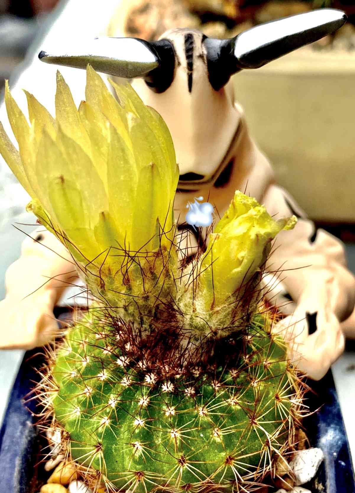 花刺丸 サボテン 緑色の刺 沢山の子株つき サボテンの花の投稿 花刺丸 サボテン 緑色の刺 沢山の子株つき サボテンの花の投稿