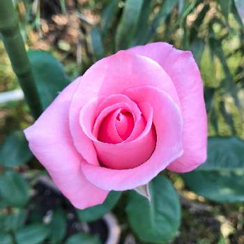 綺麗の画像 by mokoさん | バラと薔薇とスマホ撮影とピンクの花と風薫る五月と癒しと感謝と我が家と祈りとありがとうと綺麗と令和4年と可愛いと花のある暮らしとかわいいとiPhone撮影