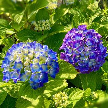 良い一日をの画像 by misumi (美澄)さん | 良い一日をといつもありがとうと綺麗な花とアジサイ　紫陽花と青紫の花とiPhone撮影
