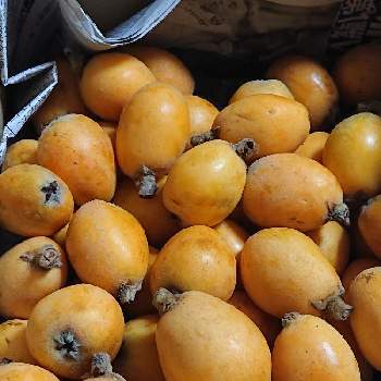 びわの実の画像 by マイフラワーさん | 畑と美味しいフルーツとびわの実と甘い❤とありがたい