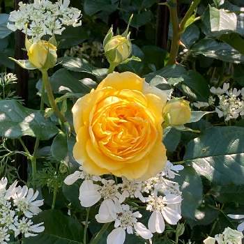 my gardenの画像 by こなつさん | 小さな庭とバラ ポラリスアルファとバラ初心者とmy gardenとばら バラ 薔薇とかわいい♡と花壇の花と今年も咲いたとつぼみがたくさんと癒しの庭と月曜日にはバラをとステキなお花