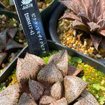 クレイジーサマーのハオルチアの画像 by クレイジーサマー　さん | 小さな庭とピクタ×Ｙモザイクピクタと多肉植物とクレイジーサマーのピクタ×Ｙモザイクピクタとハオルチア属とクレイジーサマーのハオルチアと多肉植物とサボテン
