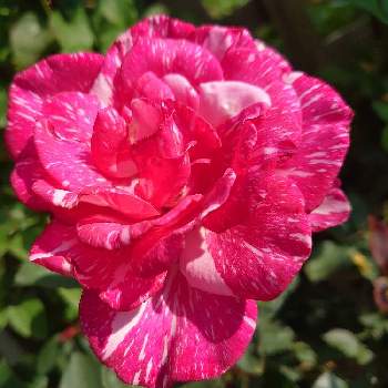 花木の画像 by Keiさん | 小さな庭とモダンタイムスとみどりのある暮らしと薔薇愛同盟と花木とマイガーデンとGS映えときれいとおうち園芸とおきにいりとガーデニングと花のある暮らしとかわいいとKei's Rose Garden 2022と咲いた！