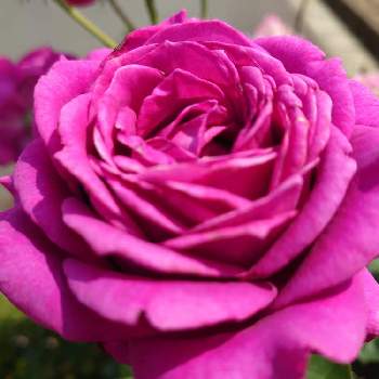 花木の画像 by Keiさん | 小さな庭とプロメス エテルネールと悠久の約束とみどりのある暮らしと薔薇愛同盟と花木とマイガーデンとGS映えときれいとおうち園芸とおきにいりとガーデニングと花のある暮らしとかわいいとKei's Rose Garden 2022と咲いた！
