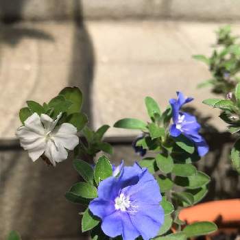 アメリカンブルー,咲いた咲いた,青い花,初夏の庭,鉢植えの画像
