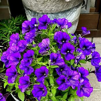 癒される♡の画像 by 仁美さん | 小さな庭と癒される♡と紫のお花♡と綺麗に咲いたよ♪と鉢植えとペチュニア☆とお気に入り♪