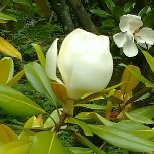 タイサンボク,花のある暮らし,スマホ撮影,植物園巡り,お写んぽの画像