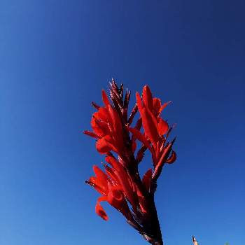 カンナ,赤い花,可愛い,季節の花,今日の一枚の画像