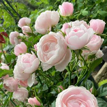 綺麗の画像 by メグさん | 小さな庭とハンスゲーネバイン　バラとばら バラ 薔薇とバラはいいなぁと薔薇愛同盟といつもありがとう♡とわれら17年組と癒しと薔薇のある暮らし♡とおうち園芸と綺麗と森のがっこうと小さな幸せ♡と可愛いと花のある暮らしとお花のある生活と薔薇♪