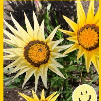 ガザニア,小さな花で幸せを,元気な月曜日❗️,げんきになぁれ！,最愛の友へ届けの画像
