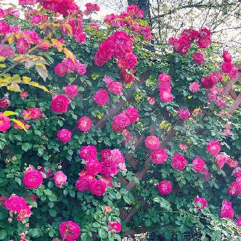 バラ園の画像 by かずちゃんさん | お出かけ先とガーデニングとマイガーデンとバラ大好きとお花は癒しとバラ園