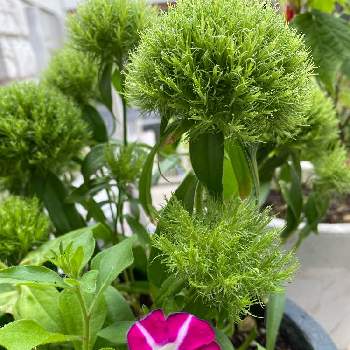 緑が好きの画像 by gdnaさん | ダイアンサス 手まり姫とサフィニア アート パープルと開花と紫の花と緑が好きと緑色の花