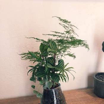 全て根付きの植物の画像 by tousoukouさん | 玄関とペペロミアとみどりのある暮らしと観葉植物とボタニカルライフと全て根付きの植物と今日の一枚とブリコラージュフラワーとインテリアグリーン