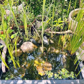 ビオトープの画像 by おにぎりさん | 小さな庭と抽水植物と日本の植物とグリーンのある暮らしと湿性植物とナチュラルガーデンとビオトープと緑のある暮らしと水生植物とメダカ池とメダカとお庭と水草