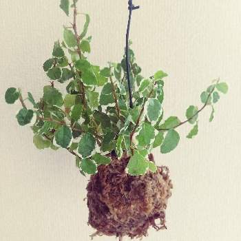 フィカス ホワイトサニー,みどりのある暮らし,観葉植物,初心者,植物大好きの画像